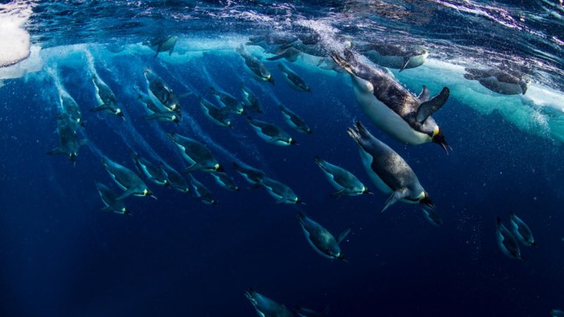 Emperor penguins The Icons of the Antarctic
